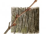 Small Leaved Lime  bark & twig (Tilia cordata) BT041