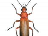 Soldier Beetle (Rhagonych fulva) IN003