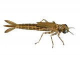 Southern Damselfly - larvae (Coenagrion mercuriale) IN002