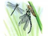 Dragonfly (Southern Hawker) Aeshna cyanea IN002