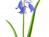 Spanish Bluebell (Hyacinthoides hispanica) BT0172