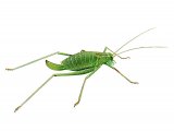 Speckled bush cricket (Leptophyes punctatissima) IN002