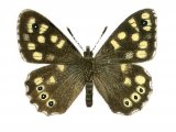 Speckled Wood (Pararge aegeria) IN001