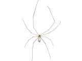 Architrave Spider (Pholcus phalangioides) OS002