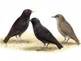 Spotless Starling (Sturnus unicolour) BD076