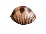 Spotted Cowry (Trivia monacha) OS002