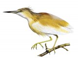 Squacco Heron (Ardeola ralloides) BD078