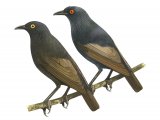 Makira Starling adult & juvenile (Aplonis dichroa) BD084