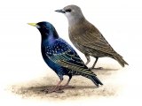 Common Starling adult & juvenile (Sturnus vulgaris) BD0441