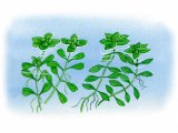 Aquatic Plants - Starworts (Callitriche stagnalis) left (C. obtusangulata) right BT0101