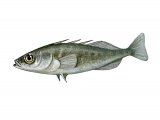 F198 - Stickleback (Three-spined female) Gasterosteus aculeatus