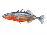 F194 - Stickleback (Three-spined male) Gasterosteus aculeatus