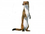 Stoat (Mustela erminea) M001