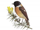 Stonechat (Saxicola torquata) BD0471