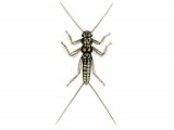 IN161 - Stonefly larvae (Leuctra geniculata