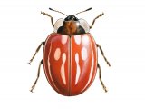 Striped Ladybird (Myzia oblongoguttata) IN001