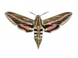 Stripped Hawk Moth (Celerio livornica) IN001