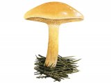 Suillus bovinus (Bovine Bolete) FU001