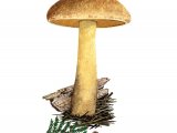 Suillus variegatus (Velvet Bolete) FU001