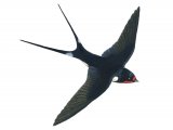 Swallow (Hirundo rustica) BD0473