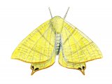 Swallow-tailed Moth (Ourapteryx sambucaria) IN002