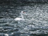 Mute Swan (Cygnus olor) BD002