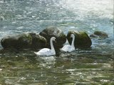 Swans and Rocks BD001