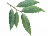 Sweet Chestnut Leaves (Castanea sativa) B003