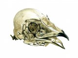 Swift skull (Apus apus) BD0164