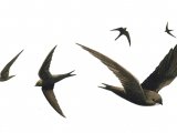 Swift (Apus apus) BD0481