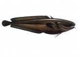 F199 - Tadpole Fish (Raniceps raninus)