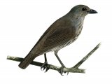 Tanimbar Starling (Aplonis crassa) immature BD088