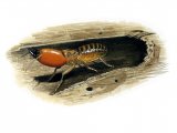 IN175 - Termite Soldier
