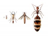 IN177 - Termite Workers, Soldier, Drone & Queen