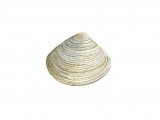 Thick Trough Shell (Spisula solida) OS001