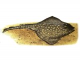 F154 - Thornback Ray (Raja Claveta)