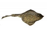 F156 - Thornback Ray (Raja Claveta)