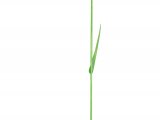 Timothy Grass (Phleum pratense)  BT0295