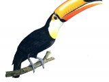 Toco Toucan (Ramphastos toco) BD089