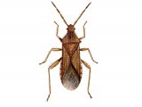 Tooth Bug (Coriomeris denticulatus) IN001