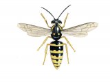 IH074 - Tree Wasp (Dolichovespula sylvestris)