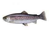 F204 - Trout (Rainbow) Salmo gairdne