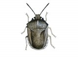 Turtle Bug (Podops inuncia) IN001