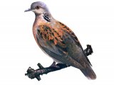 Turtle Dove (Streptopelia turtur) BD0454