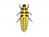 Twentytwo-spot Ladybird Larvae (Psyllobora 22-punctata) IN002