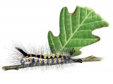 Vapourer Moth Caterpillar (Orgyia antiqua) IN001