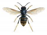 Asian Hornet (Vespa velutina) IN001