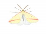 Vestal Moth (Rhodometra sacraria) IN001
