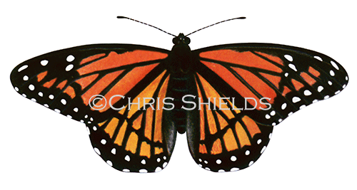 Viceroy Butterfly (Limenitis archippus) IL004