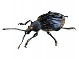 Vine Weevil (Otiorhynchus sulcatus) IN001